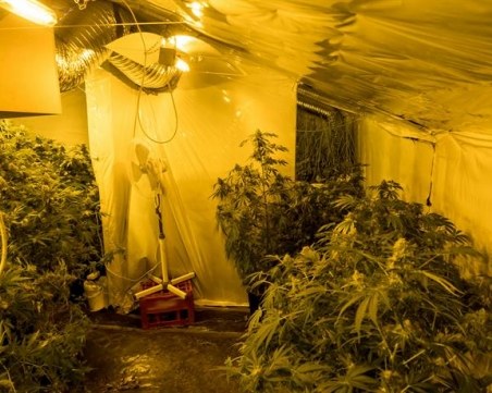 Разбиха модерна наркооранжерия на тавана на къщата на млад мъж ВИДЕО и СНИМКИ