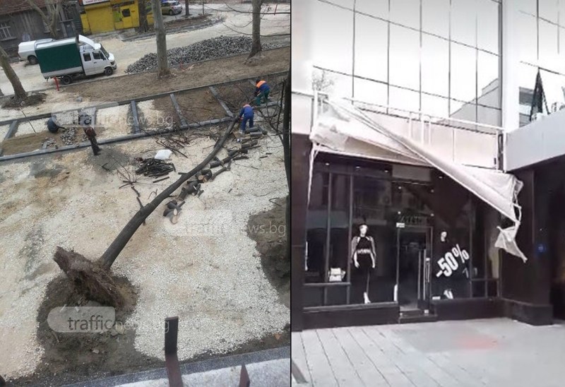 10-метрово дърво се стовари в центъра на Пловдив! Козирка на магазин се откърти ВИДЕО и СНИМКИ