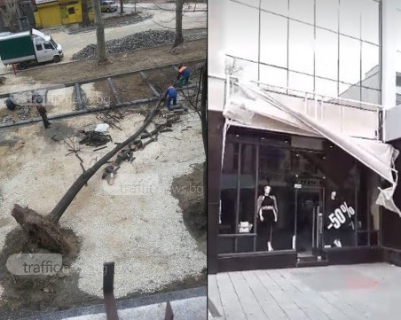 10-метрово дърво се стовари в центъра на Пловдив! Козирка на магазин се откърти ВИДЕО и СНИМКИ