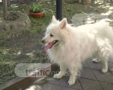 Бари се изгуби в Кършияка! Помогнете да го открием СНИМКА