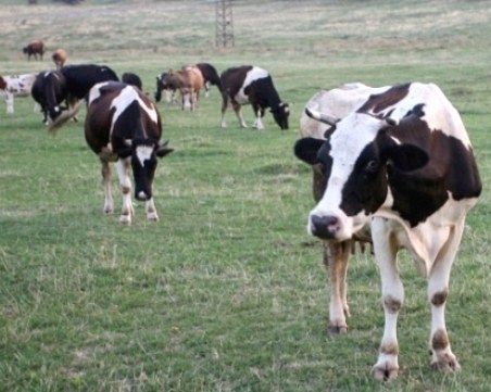 Стадо говеда помляха гробище в Пловдивско