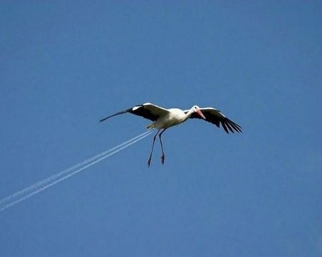 Зевзеци напълниха Фейсбук с щъркелчетата на Борисов СНИМКИ+ВИДЕО