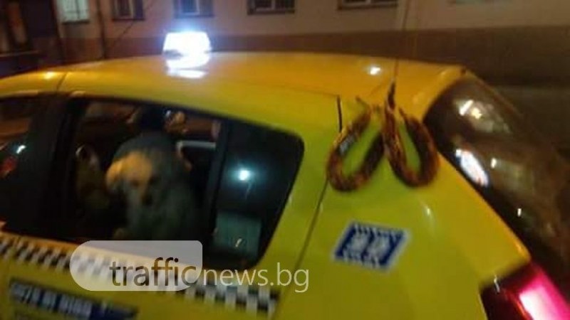 Важното е да духа! Пловдивчанин кара такси - предлага го с... луканка СНИМКИ