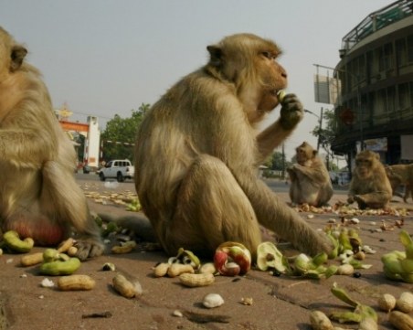 Хиляди гладни маймуни опустошиха две села в Тайланд