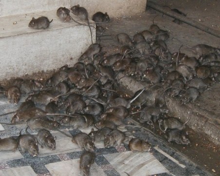 Напаст от плъхове заплашва улиците на Париж