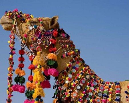 Не допуснаха камили до конкурс за красота заради... ботокс