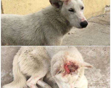 Издирват смъртно ранено куче в Пловдив! Помогнете да го открием СНИМКИ 18+ ОБНОВЕНА*