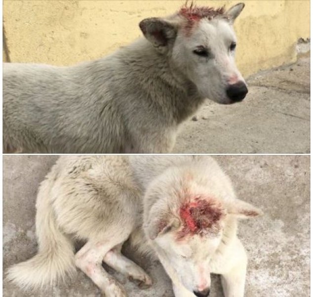 Издирват смъртно ранено куче в Пловдив! Помогнете да го открием СНИМКИ 18+ ОБНОВЕНА*