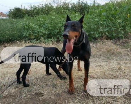 Арес още го няма! Стопаните предлагат възнаграждение от 500 лева СНИМКИ