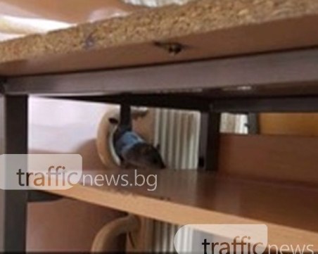 Имаме си мишка!, похвалиха се ученици от Английската в Пловдив ВИДЕО