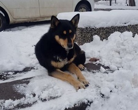 История като от филм: стопанинът на това куче не се върна, но то го чака всеки ден СНИМКИ