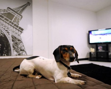 Започват изграждането на хотел за домашни любимци до автомагистралата “Тракия“