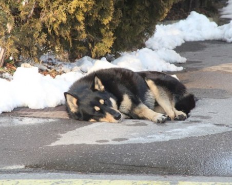 Историята за българския Хачико трогна хиляди, чака стопанина си от 4 години