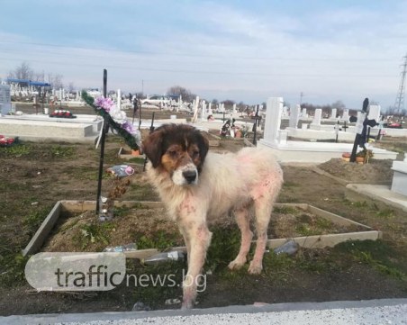 Изритано куче яде свещи на Пловдивските гробища. От какво по-точно се възмутихте? СНИМКИ
