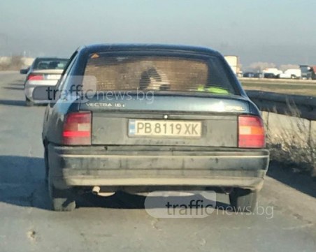 Овце се возят в колата на пловдивчанин… без колани