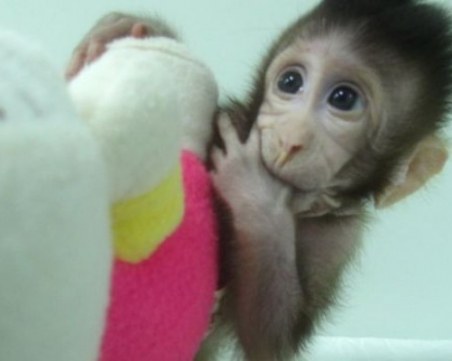 След овцата Доли клонираха и маймуни!