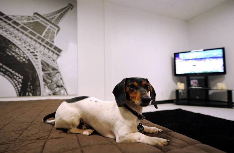 Започват изграждането на хотел за домашни любимци до автомагистралата “Тракия“