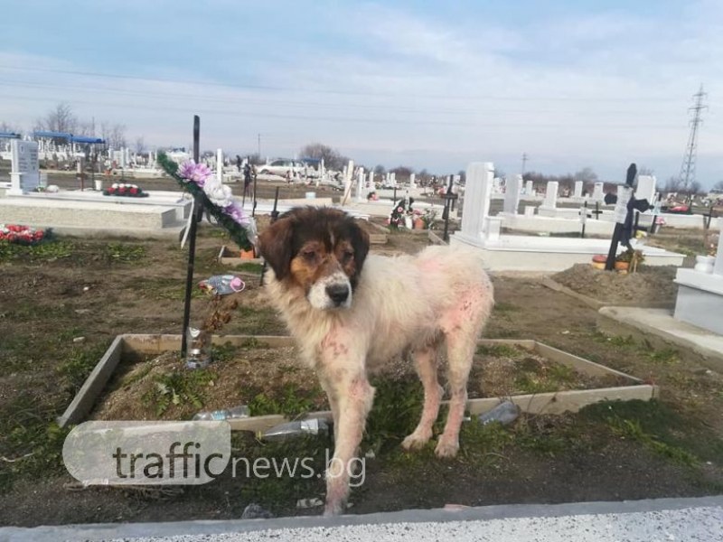 Изритано куче яде свещи на Пловдивските гробища. От какво по-точно се възмутихте? СНИМКИ