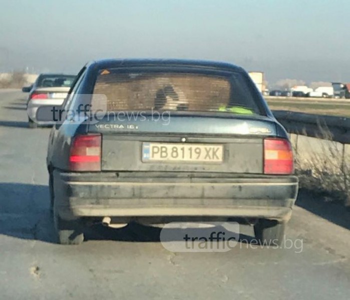 Овце се возят в колата на пловдивчанин… без колани