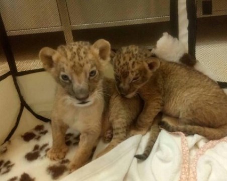 Лъвчетата Терез и Масуд тръгнаха за Холандия, но стигнаха в Пазарджик