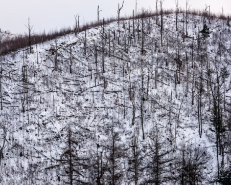 Урагани вилняха в Смолянско, повалиха огромни масиви с дървета