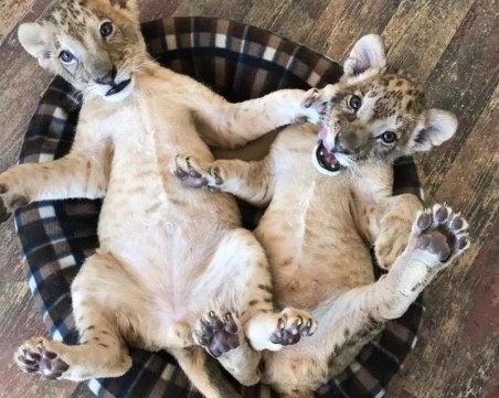 Зов за помощ: Петиция и протест се борят за спасение на лъвчетата Терез и Масмуд