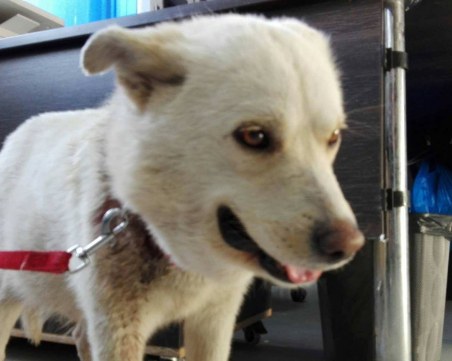 Някой преби и изхвърли Грета! Да й помогнем да намери дом