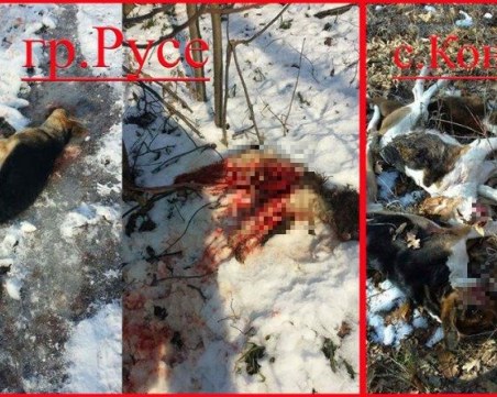 Кървав уикенд: Ловджия разстреля кученца, оправда се, че е станало по погрешка