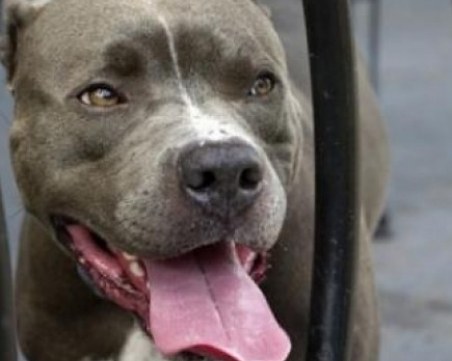 Куче уби 3-годишно дете до Пазарджик!*