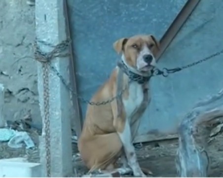 До 5 години затвор грозят собственика на кучето, убило 3-годишно дете