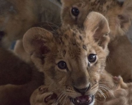 Вдигат протест срещу преместването на лъвчетата Терез и Масуд в Пазарджик