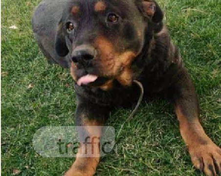 Тайра се изгуби край Пловдив! Помогнете да я намерим СНИМКИ