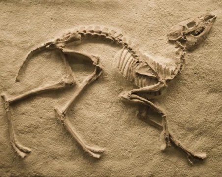 В Египет откриха фосил на 10-метров динозавър