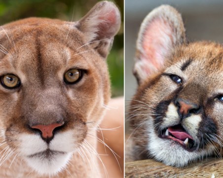 Земята се прости с още един животински вид