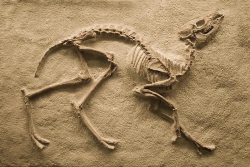 В Египет откриха фосил на 10-метров динозавър