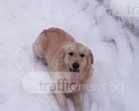 Голдън ретривър се изгуби около Пловдив! Стопаните молят за помощ СНИМКИ