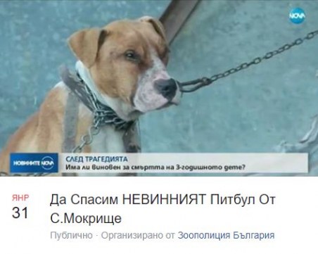 3000 искат питбулът от село Мокрище да бъде помилван