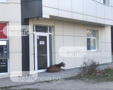 Коза легна пред вратата на пловдивска болница и зачака... Какво? СНИМКИ