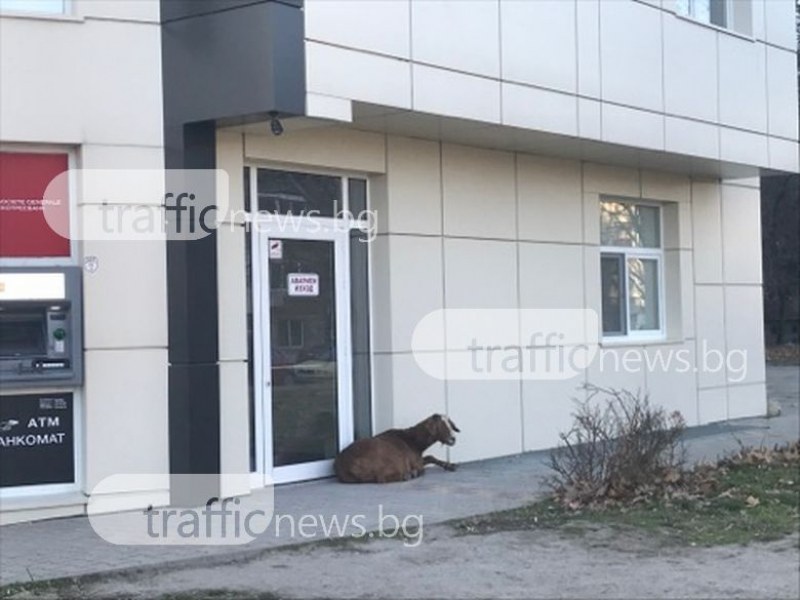 Коза легна пред вратата на пловдивска болница и зачака... Какво? СНИМКИ