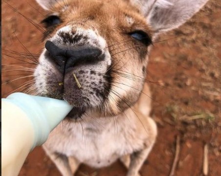 Ето къде може да гушкате бебета кенгура