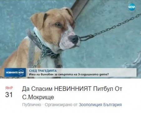 Жена поиска да осинови питбула от село Мокрище