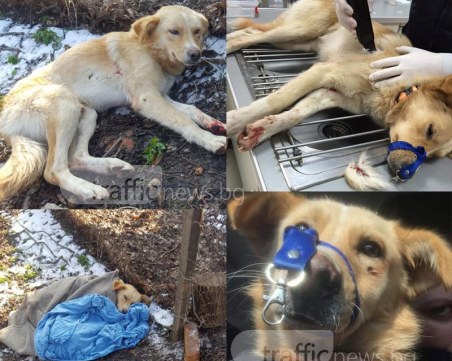 Зверство! Мъж разстреля куче, оправда се: “Надупках го с вилата, опита се да ме ухапе“ ВИДЕО