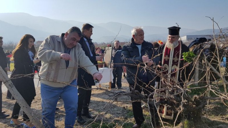 Зарязаха лозите в Куклен СНИМКИ