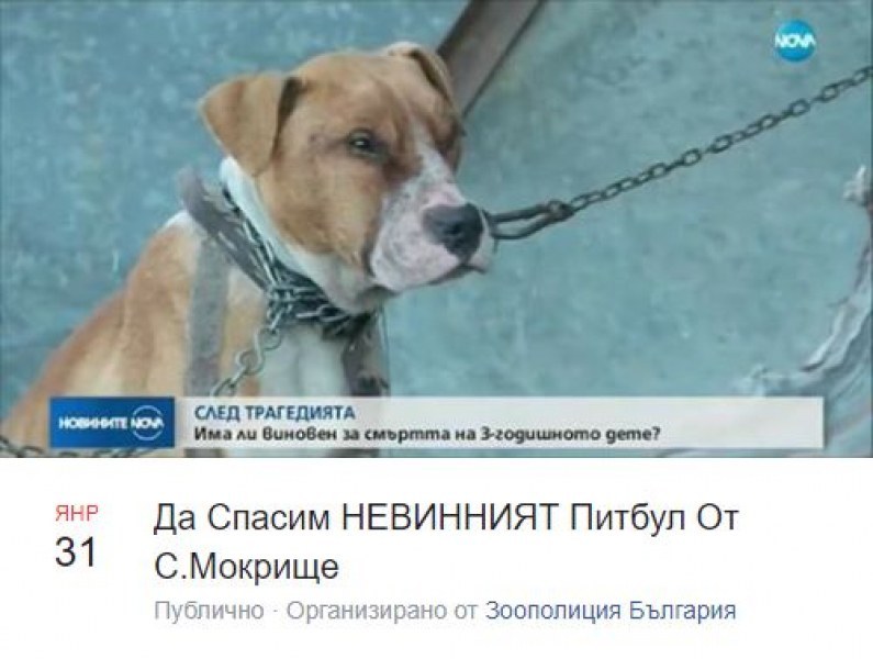 Жена поиска да осинови питбула от село Мокрище