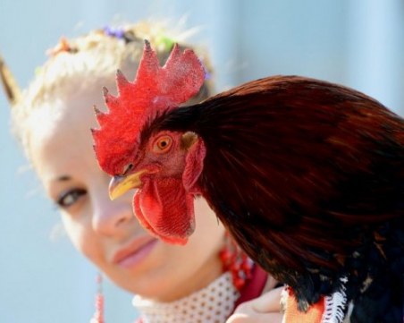 Размислите на една кокошка относно Петльовден
