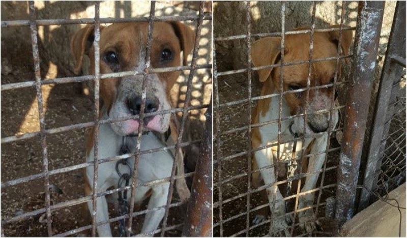 Търсят адвокат, който да защити питбула от Мокрище ВИДЕО и СНИМКИ