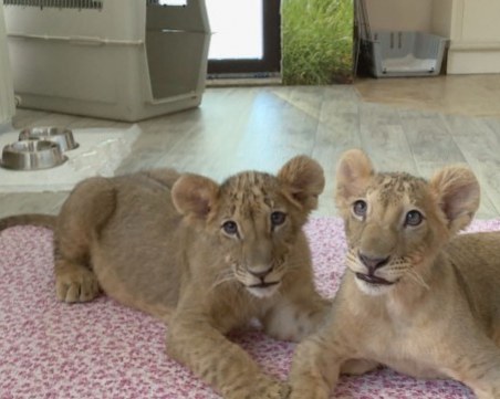 Лъвчетата Масуд и Терез заминават за Холандия в неделя