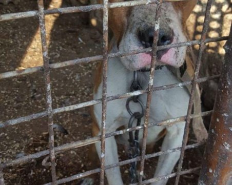 Зоозащитници: Питбулът от Мокрище е набеден