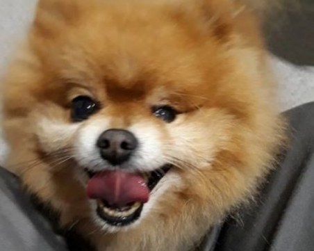 Измамници се опитаха да откраднат изгубения в Пловдив померан! Кучето вече си е у дома