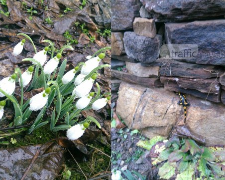 Пролетта дойде в Родопите! Кокичета и дъждовник се явиха на половин час от Пловдив